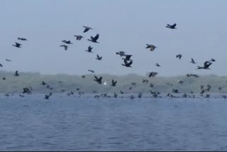 Sarani pond became the home of guest birds