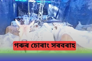 Cattle smuggling in Assam