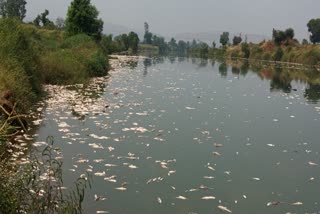 Kolhapur Panchganga Pollution