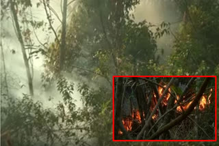 fire accident at seshachalam forest