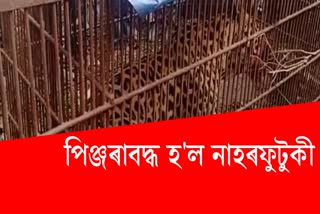 Tiger Trapped in Dibrugarh