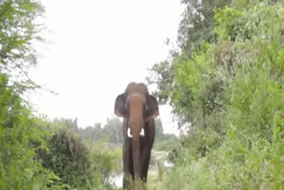 Elephant suddenly appeared in front of female gypsy drivers taking training in Jim Corbett Park