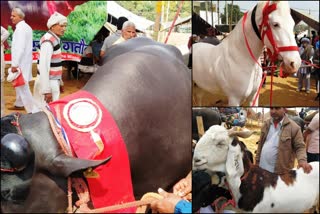 state level animal fair in Bhiwani