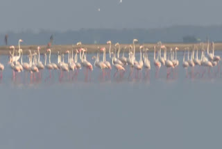 rameshwaram flamingo