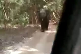 ramnagar elephant