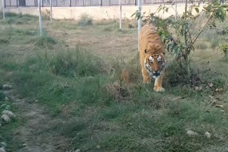 Tiger Safari will open soon