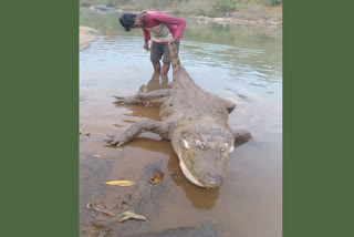 Crocodile in Vishaka , forest crocodile