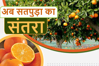 Chhindwara orange will be known as Satpura Orange