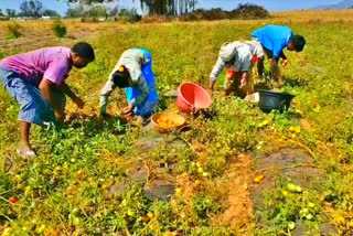 Vegetables Cultivation: పెట్టుబడి వేలాయే.. రాబడి రాకపాయే.. రైతుకంట కన్నీరాయే..