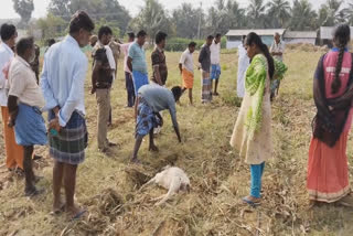 வெள்ளாடுகளை கடித்துக் கொன்ற சிறுத்தை