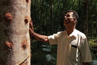 അകിൽ കൃഷി  Kozhikode Agarwood plantation  കോഴിക്കോട് ഊദ് കൃഷി  ഊദ് കൃഷി കോടഞ്ചേരി മൈക്കാവ് വടക്കേടത്ത് മാത്യു  ooth cultivation in rubber plantaion  റബ്ബർകൃഷി ഇടവിളയായി ഊദ്  Kozhikode Agarwood plantation by Kodancherry Mathew