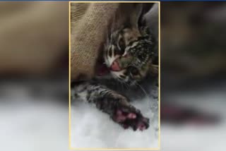 leopard-cat-has-been-rescued-at-nabugh-larnoo-kokernag