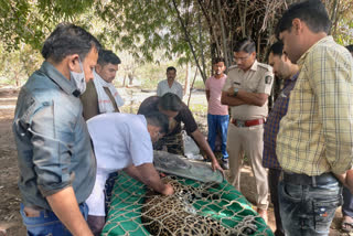 Aurangabad  Leopard suffers death in Soyagaon