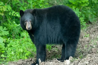 bear spotted at uddanam in srikakulam