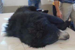 Bear dies in Bilaspur Kanan Pendari Zoo