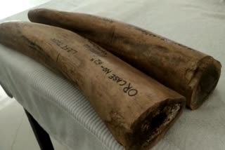 elephant teeth seized from keonjhar