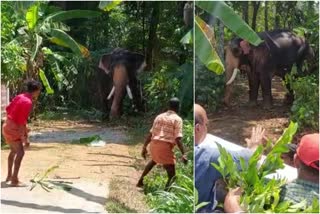 elephants ran away in pala kottayam  പുലിയന്നൂർ മഹാദേവക്ഷേത്രത്തിൽ എഴുന്നെള്ളത്തിന് എത്തിച്ച ആനകൾ വിരണ്ടോടി  കോട്ടയം പാലയിൽ ആനകൾ വിരണ്ടോടി  കാളകുത്തി കണ്ണൻ  ഉണ്ണിപ്പിള്ളി ഗണേഷൻ  പുലിയന്നൂർ മഹാദേവക്ഷേത്രം  പുലിയന്നൂർ മഹാദേവക്ഷേത്രത്തിൽ ആന ഇടഞ്ഞു  പാലയിൽ രണ്ട് ആനകൾ ഇടഞ്ഞു