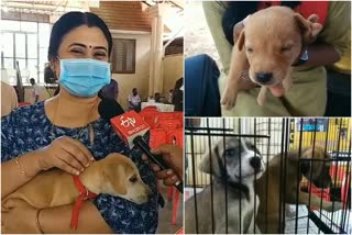 trivandrum Poojappura puppy adoption camp  puppy adoption camp Organized by trivandrum Corporation  country dogs adoption camp by People for Animals  animal welfare organisations People for Animals  തിരുവനന്തപുരം പൂജപ്പുര നാടൻ നായ ദത്തെടുക്കൽ ക്യാമ്പ്  പീപ്പിൾ ഫോർ അനിമൽസ് സംഘടന  പീപ്പിൾ ഫോർ അനിമൽസ് ദത്തെടുക്കൽ ക്യാമ്പ്  പട്ടിക്കുഞ്ഞുങ്ങളെ ദത്തെടുക്കുന്ന ക്യാമ്പ്