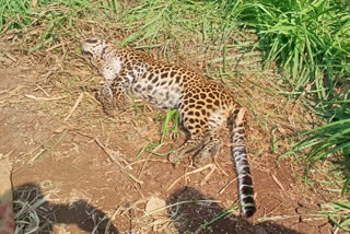 Sangli Leopard Death