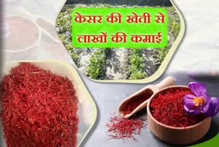 saffron cultivation in Hamirpur