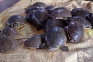 During the inspections conducted in the Krishna district in Andhra Pradesh on Sunday, police seized a large number of turtles