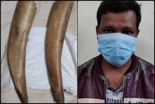 Elephant Tusk Seized Case: ୨ ହାତୀ ହାନ୍ତ ଜବତ, ଜଣେ ଗିରଫ