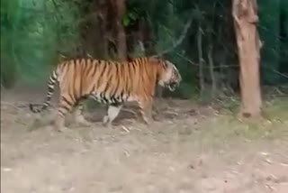 pachmarhi tiger walk
