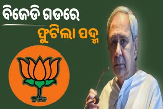 ମୁଖ୍ୟମନ୍ତ୍ରୀଙ୍କ ନିର୍ବାଚନ ମଣ୍ଡଳୀରେ ବିଜେପି ଉଡାଇଲା ବିଜୟର ବାନା