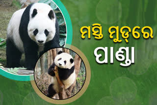 Must Watch Panda's Funny Video : ଦେଖନ୍ତୁ ପାଣ୍ତାର କୌତୁକିଆ ଭିଡିଓ