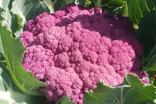 pink cabbage