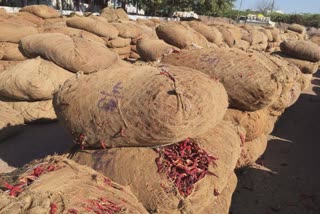 Chilli Crop income in Jamnagar : હાપા યાર્ડમાં મરચાંની પુષ્કળ આવક, શું છે ભાવ જાણો