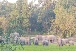 Elephants knock in Khadgwa forest