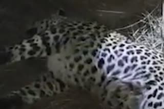 Leopard body found in Gariaband