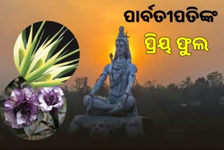 reason of  kewada flower and datura offered to lord shiva