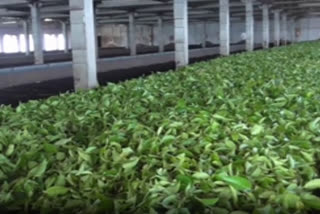 Fear rises in Nilgiris as traders brace for impact in Russia Ukraine tea exports