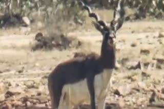 panna tiger reserve blackbuck reported