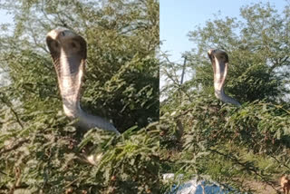 long cobra appeared in nallella village for two hours on tree