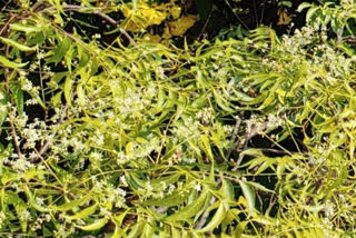 Neem tree extract may help treat, cut spread of COVID-19: Study