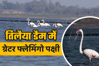Flamingo bird seen in Tilaiya Dam