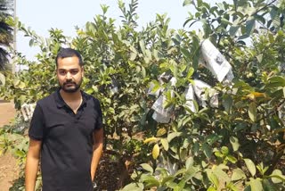 Russia Ukraine war affected guava production in Raipur
