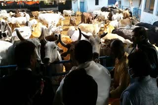 condition-of-gau-muktidham-in-jharkhand