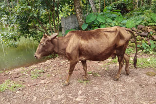 A rare cow dies in Shivamogga