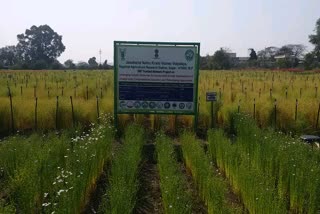 3000 varieties of flaxseed in sagar