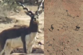 panna tiger reserve blackbuck reported  blackbuck deer panna  blackbuck sighted in panna park  panna national park  Rare black antelope found in Panna National Park  Rare black antelope  വംശനാശഭീഷണി നേരിടുന്ന ജീവികളുടെ പട്ടികയിൽ കൃഷ്‌ണമൃഗം  ഇന്ത്യൻ ആന്‍റിലോപ് വംശനാശഭീഷണി  അപൂർവ ഇനങ്ങളുടെ പട്ടികയിൽ ബ്ലാക്ക്ബക്ക്  പന്ന നാഷണൽ പാർക്ക് വംശനാശഭീഷണി പട്ടിക  ആന്‍റിലോപ് സെർവികാപ്ര കൃഷ്‌ണമൃഗം  Blackbuck included in endangered species  Blackbuck included in endangered species list of the Panna National Park  Antilope cervicapra endangered species  Indian antelope Blackbuck