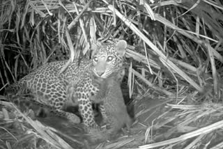 leopard move the calf to a safe place