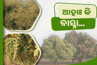 ଆମ୍ବ ଗଛରେ ନେସି ହେଲାଣି ପେନ୍ଥା ପେନ୍ଥା ବଉଳ, ମହକୁଛି ପୁରା କୋରାପୁଟ