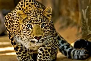 leopards