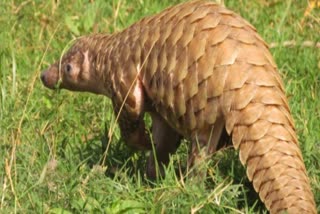 pangolin smuggling