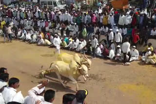 Bullock Cart Race VIDEO