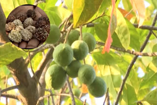 Rudraksha tree